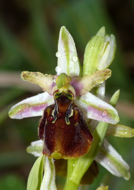 Ophrys sul litorale romano  marzo 2020